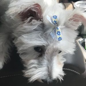 Meet your Posher, Monica